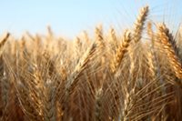 Agro-production reaches 5-year high: CZK 199bn