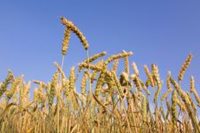 Перевірки зерна з України заборонених речовин не виявили