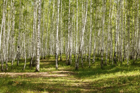 les-136226163__480x320pxl.jpg