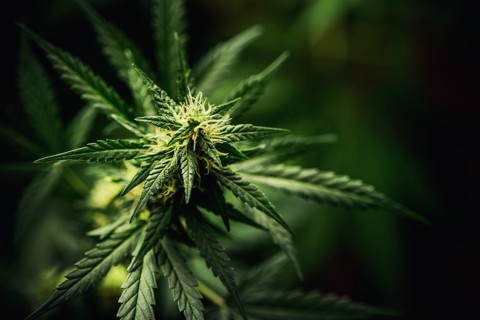 marihuana_1152281669__480x320pxl.jpg